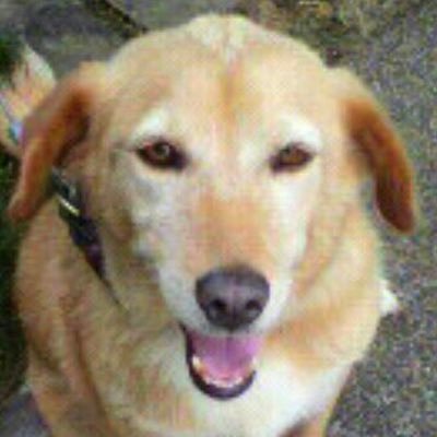 笑い 動物