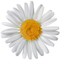 Daisy Group (@daisygrp) 's Twitter Profile