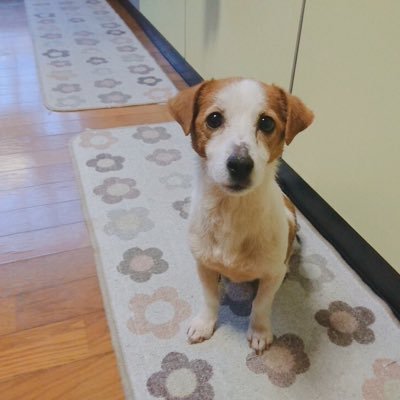 inuco_f6's profile picture. ペットボトル が すきなの