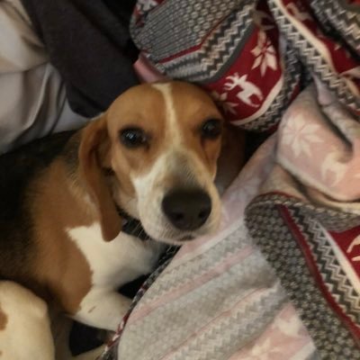 Dolly Parton Rescue beagle from Tennessee likes Mayor Pete