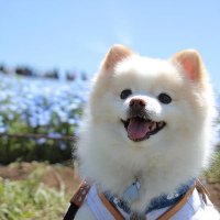 Perritos Haciendo Cosas (@perritos_hc) 's Twitter Profile