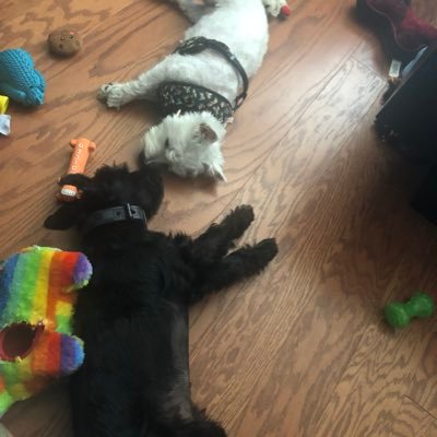 MenaceSakura's profile picture. West Highland White terrier & mini schnauzer sister and brother yin & yang big sister little brother our birthdays are 04/01/18 for Sakura & 12/6/18 for Tenshi