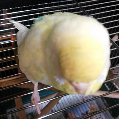 成人済｡
ｲﾝｺ&ﾍﾟﾝｷﾞﾝ大好き♡無言ﾌｫﾛｰ失礼します｡
ﾎﾟｹﾓﾝ関連､別垢に移動作業中☆