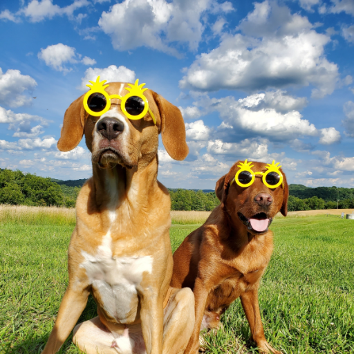 Two of the happiest pups you will ever meet. Spreading sunshine and smiles every day all around Pittsburgh,  PA! ☀️☀️☀️