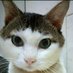 Qubatt the Cat (@qubatt_the_cat) Twitter profile photo