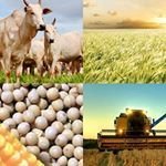 AgronegocioB's profile picture. Voltados sempre ao homem do campo!