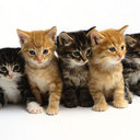 kiki& gigi howard - @kikigigicoolcat - Twitter