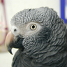 nao26kun_pico's profile picture. コイネズミヨウム（Timneh Grey Parrot : ♂25歳）と暮らしています。主に多摩動物公園に出没しています。多摩のアムールトラに魅せられたのがきっかけで、時々、全国各地のトラ舎にもお邪魔しています🐯