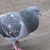 the pidge (@ookaylee) 's Twitter Profile Photo the pidge (@ookaylee) 's Twitter Profile Photo