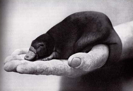 ju_ornitorrinco's profile picture. sei lá, nem eu sei direito o q eu sou.... mas a eu profissional é @JuliaRaices
eu só crio as nóia td....