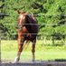 The Wicket Chicken (@paul_horses1st) Twitter profile photo The Wicket Chicken (@paul_horses1st) Twitter profile photo
