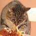 Spaghetti Cat (@tummler123) Twitter profile photo Spaghetti Cat (@tummler123) Twitter profile photo