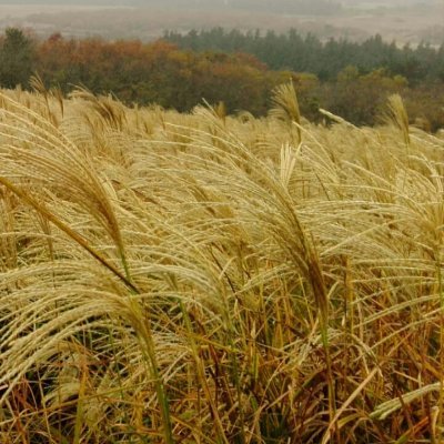 lifelighttrue's profile picture. These are all rants