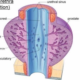 Urologist. Urology, Prostate, prostatitis, CPPS, Benign prostatic hyperplasia (BPH), prostate, enlargement, Pharmacology💊 TMS, Trader💹💵📈📉