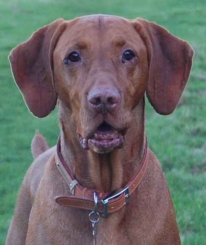 Vizsla owner knitter of Fair isle hats