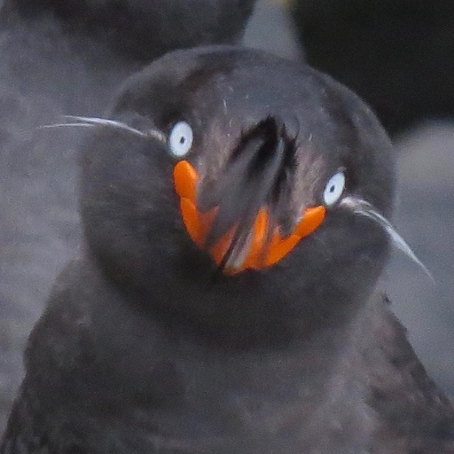 Theoretical ecologist studying how animal populations, movement & parasites respond to envtl change; loves all things birdy and nerdy. Views his own. 🦩👨‍💻🌈