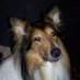 Lassie Lover 🏳️‍🌈 (@LassieResists) Twitter profile photo