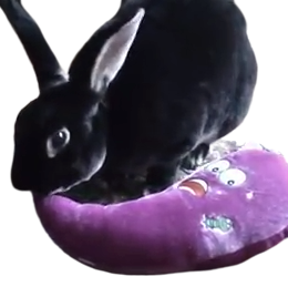 YouTube channel that promotes rabbit enrichment and DIY's. Videos every 2 weeks. Come follow us on our channel.