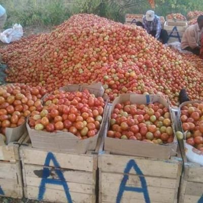 Only leading Deaf Farmer and Researcher specializing in indigenous Scavenging chickens management and medicinal plants for indigenous Scavenging chickens