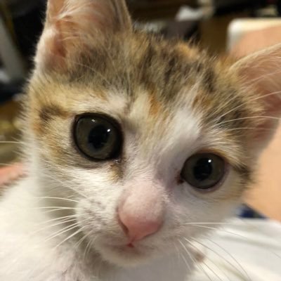 t80005's profile picture. クラウンスポーツ😕 買いました笑笑     番号はSunny Sun.