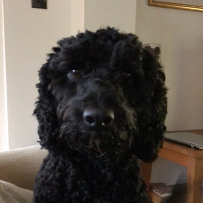 official_pimmy's profile picture. Proud Yorkshireman, supporter of all things Leeds. Green fingered, dog loving, retired marathon runner.