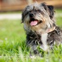 Belle Arnold - @BelleTheMini - Twitter