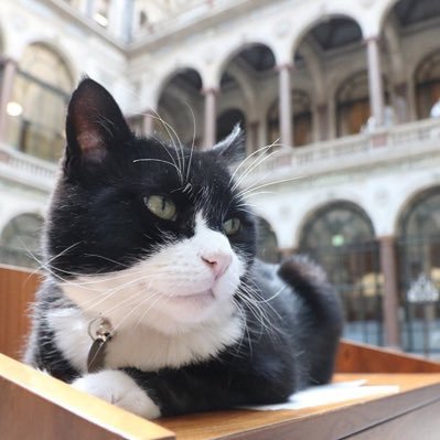 Official account of the @foreignoffice Chief Mouser and former resident of @Battersea_. Supporting them through https://t.co/aRd9jlOFAI