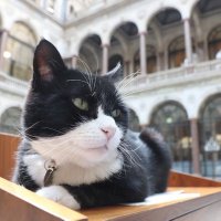 Palmerston(@DiploMog) 's Twitter Profileg