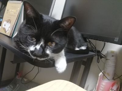 izumozumo1's profile picture. 社会人Scratcher。子どもにScratchを教えるお仕事をしています。