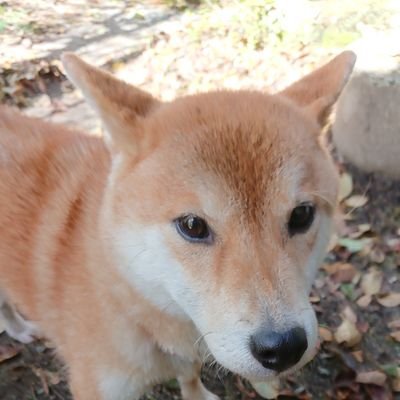 ボドゲを嗜んでいるおじさん。
ツイートは少なめ
最近はテラフォーミングマーズ、イッツアワンダフルワールド、桜降る代に決闘を、Blade Rondoを主にやり込み中

ソシャゲは主にロスフラ、モンスト等
ロスフラ戦友ID:AGQ5QAJGRER3FJ