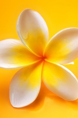 honeycombzz's profile picture. Careful, or you'll end up in my novel.