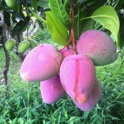 Oppo35079150's profile picture. 