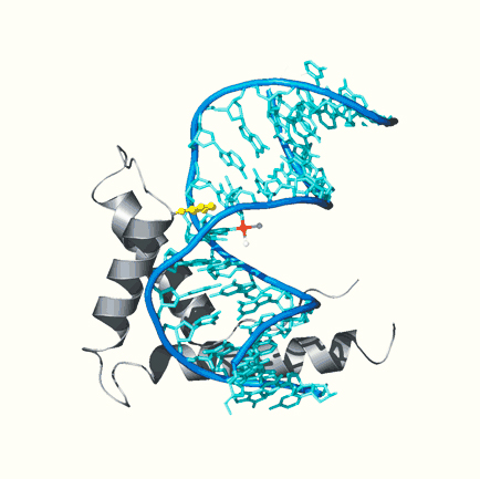 HMGBiotech srl provides reagents, services and ideas to other researchers and companies active in HMGB1 field. #CYTOKINE #HMGB1 #CHEMOKINE #SDF1protein