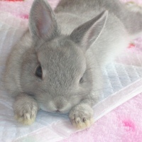 itob2006's profile picture. かわいいうさぎさんと一緒に住んでます(^_^)。。ツイートしながらお仕事中。