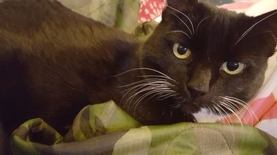 rhysginyam's profile picture. Wish I was a helicopter pilot.