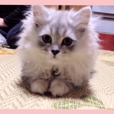 山本 真帆 Mgua 810 Twitter 山本 真帆 Mgua 810 Twitter