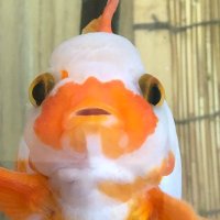 m3 (@kinchanm3) 's Twitter Profile Photo m3 (@kinchanm3) 's Twitter Profile Photo