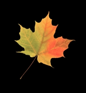 OhCanadaSpeakUp's profile picture. If you don't speak up, who will?