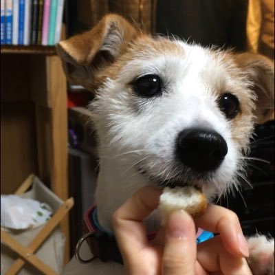 ジャックラッセルテリアのジュディーです🐶某飼い主がこっそりジュディー専用Twitterを始めました！無言フォローOK！