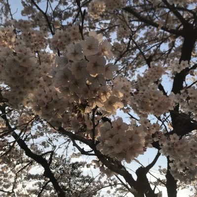 Wataru 誰かゆう子さんの写真でiphoneの壁紙作ってください 写真などはおまかせするので 和楽器バンド 八重流 鈴華ゆう子 Wataru 誰かゆう子さんの写真でiphoneの壁紙作ってください 写真などはおまかせするので 和楽器バンド 八重流 鈴華ゆう子