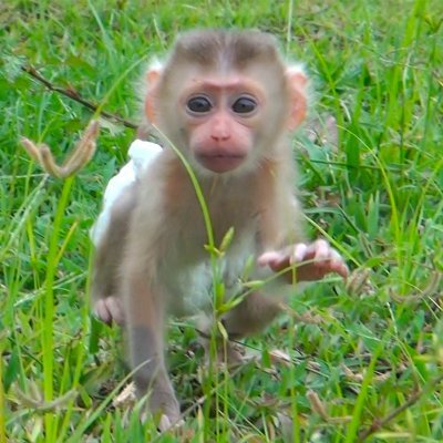 Baby Monkey Pink Babymonkeypink Twitter