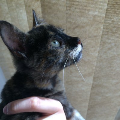 LizMariaCeclia1's profile picture. Oi pexual sou a Liz