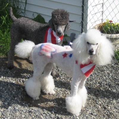 Hi, I'm a 12 y/o French miniature Poodle. A Model, Comedian, Blogger & Spokesperson. #1First #ieFun #CandyCatBoost #DogsofTwitter #Petcare