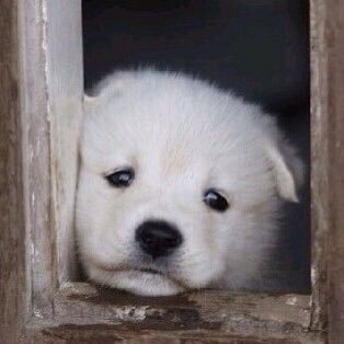 DAGUDOKMAN's profile picture. 니 얼굴이 그대론데 내가 어딜가노