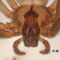 The Brown Recluse Society 💿 (@reclusesociety) 's Twitter Profile Photo