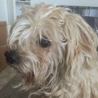 CoconutDandy (@coconutsdandy) 's Twitter Profile