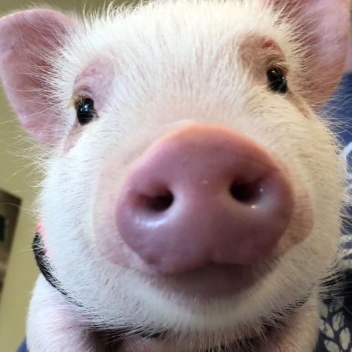 txSQueaLer's profile picture. 