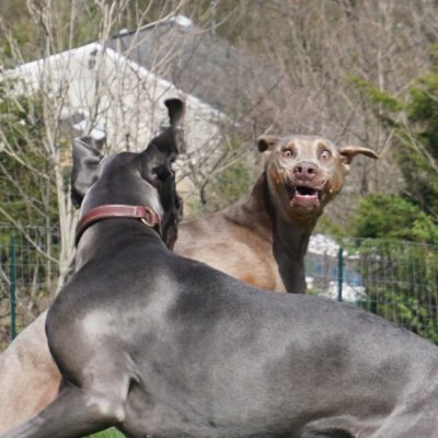 DerpyDog10's profile picture. Freaky Cat Whisperer Doberman...