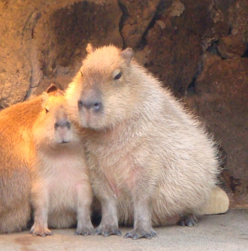 narusema's profile picture. 神奈川の研究所にて楽しく薬？の研究中。ペーパー薬剤師。ペーパーインフォマティシャン。ペーパーPhD。最近はMリーグとティール組織にはまってます。proteomics/genomics/bioinformatics