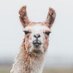 Peter (@tweetaleetpete) Twitter profile photo Peter (@tweetaleetpete) Twitter profile photo